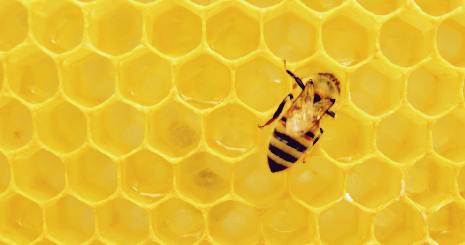 Πώς το μέλι συμβάλλει στην αντιμετώπιση του κρυολογήματoς