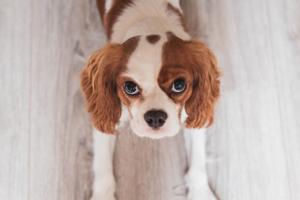 final_dog4