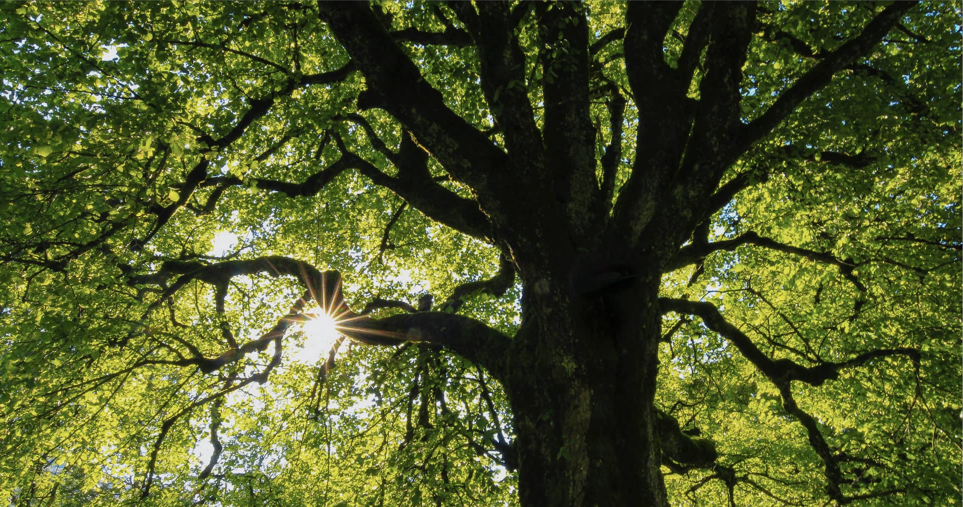 Τα σούπερ δέντρα που θα καταπολεμήσουν την κλιματική αλλαγή