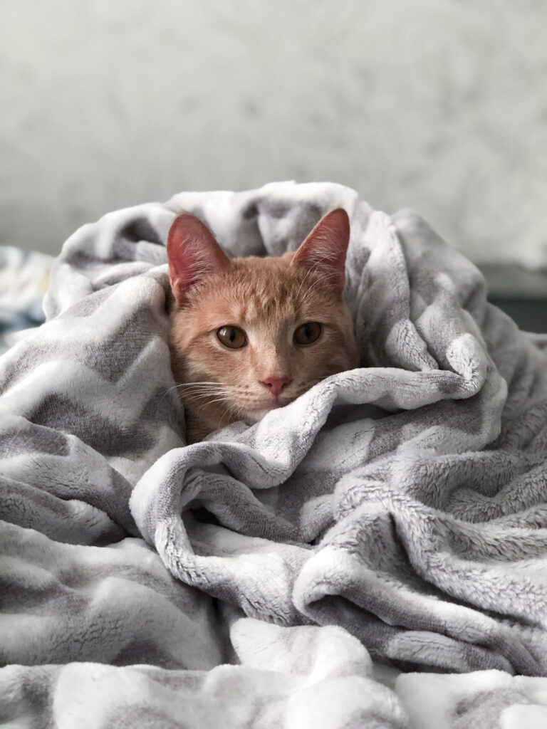 final_sick_pet2