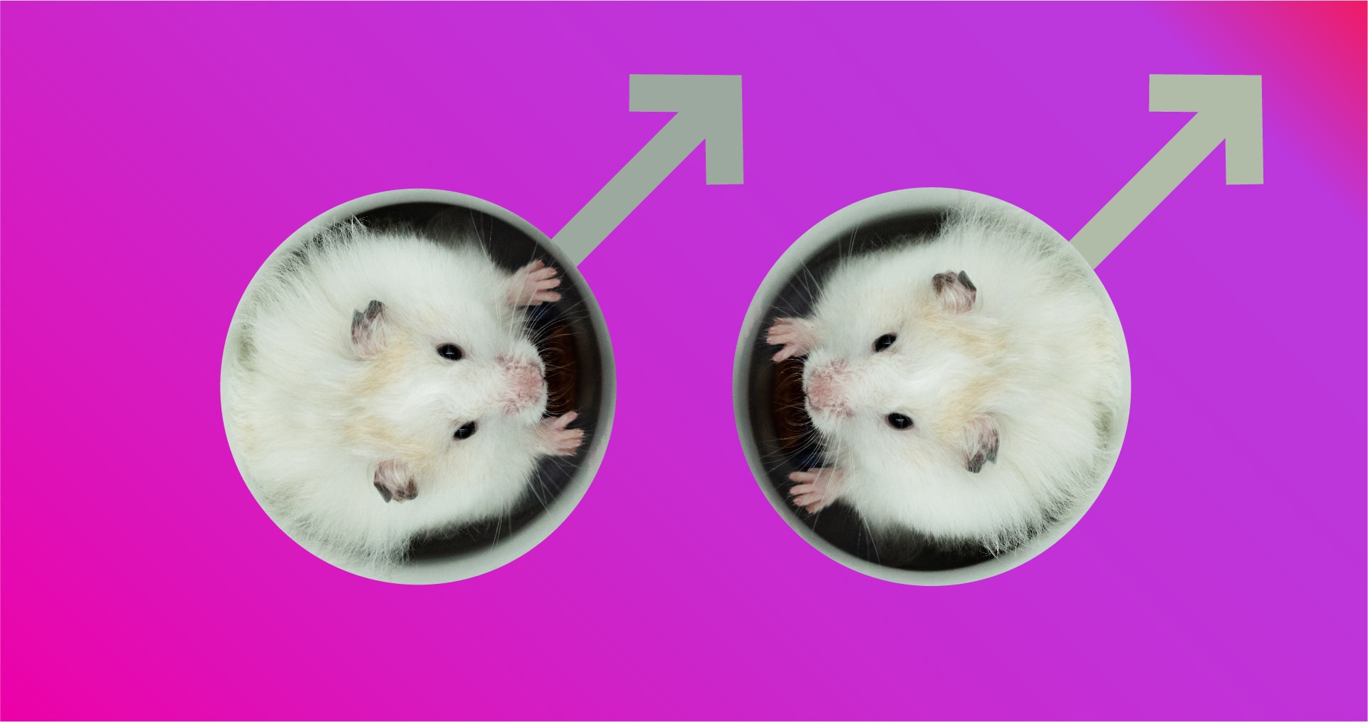 Με δυο μπαμπάδες: Οι επιστήμονες δημιούργησαν μωρά ποντίκια από δύο αρσενικά