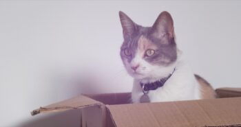 Η γάτα του Σρέντινγκερ & το κουβάρι της κβαντικής μηχανικής