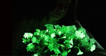 Firefly Petunia: Οι πετούνιες που θα φωτίζουν τον κήπο σας