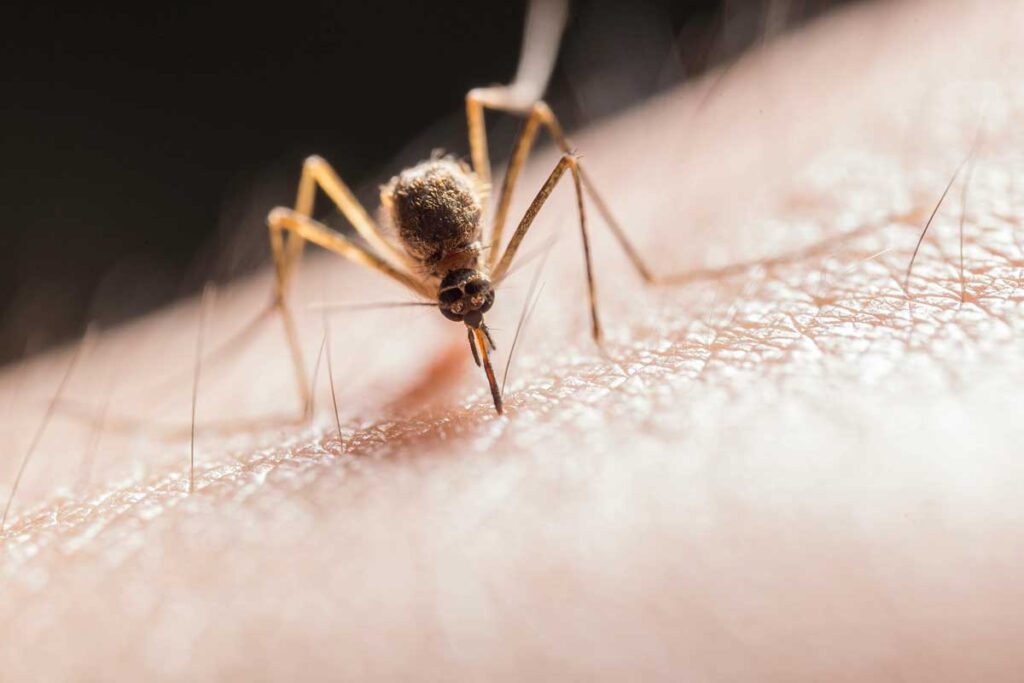 final_mosquito4