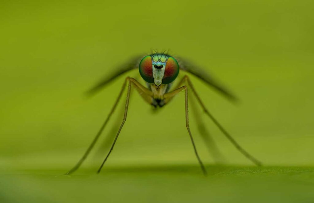 final_mosquitolaser1