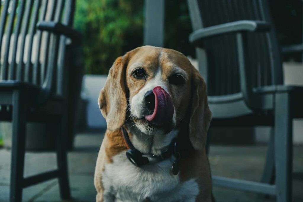 final_dogsmell1