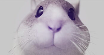 Νόσος Πάρκινσον: Θεραπεία σε ποντίκια, έρχεται η σειρά μας;