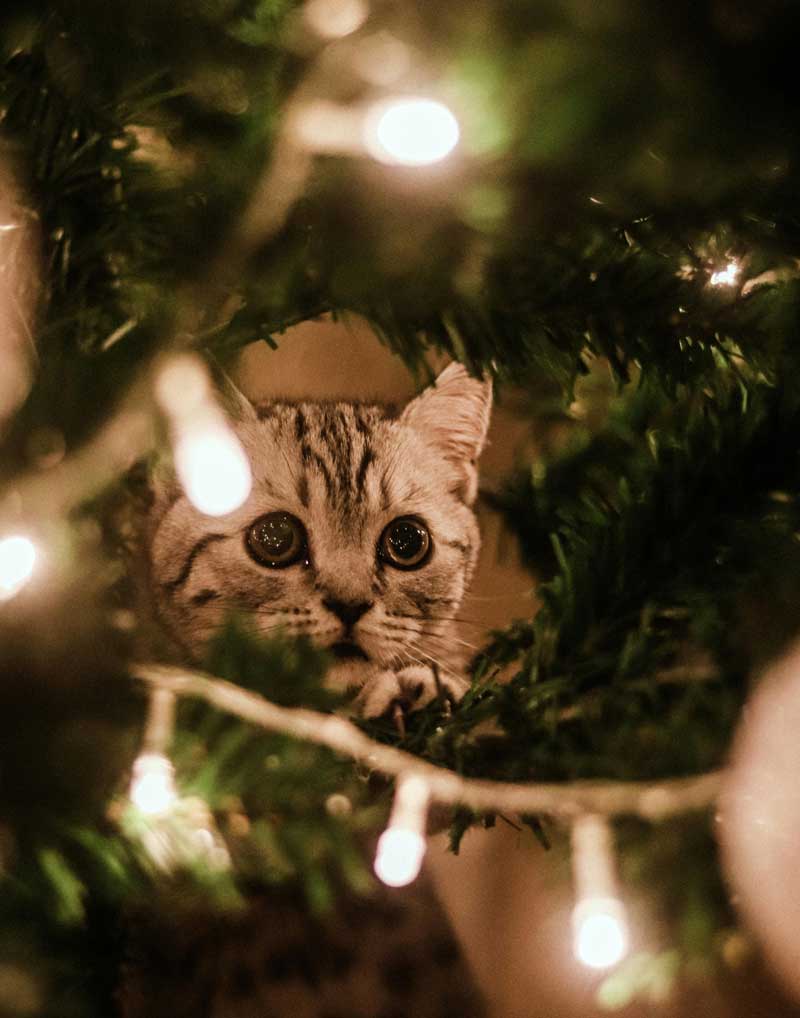 final_christmas_lights2