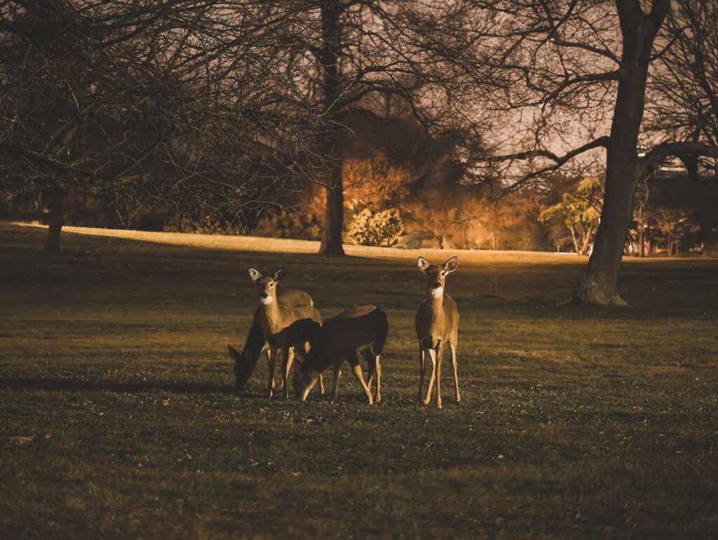 final_lightpollution4